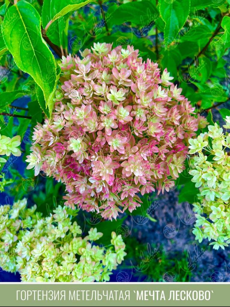 Метельчатая гортензия "Мечта Лесково"