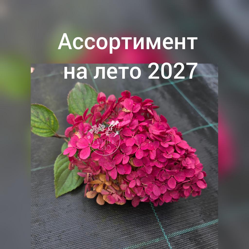 Ассортимент лето 2027