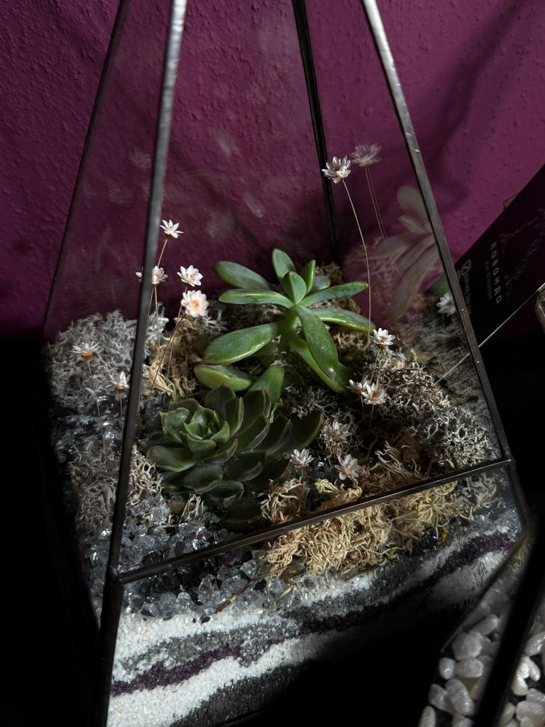 Флорариум 4