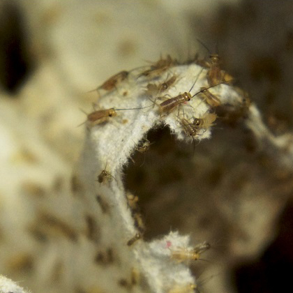 Сверчковая пыль (5-8 мм) — пластиковый контейнер