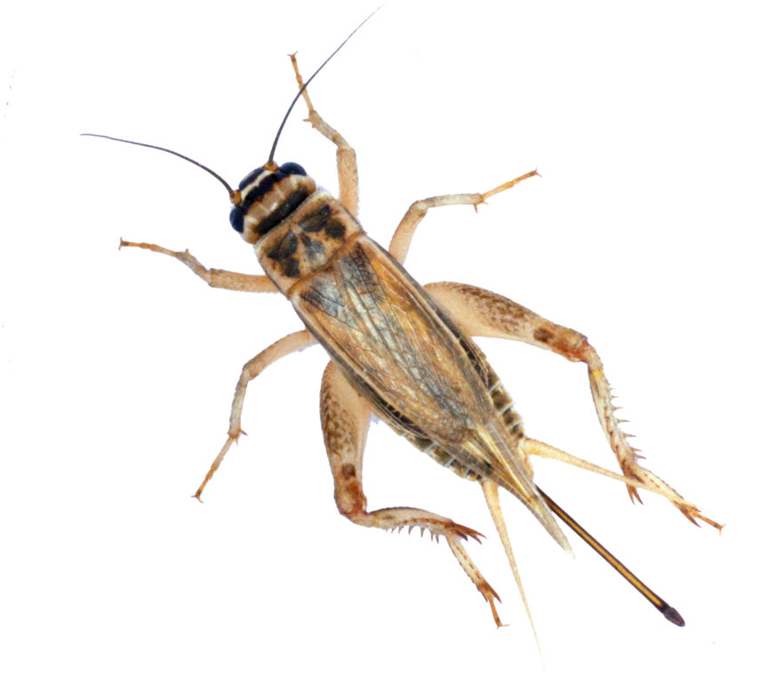 Сверчок домовый взрослый — пластиковый контейнер