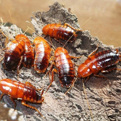 Таракан туркестанский