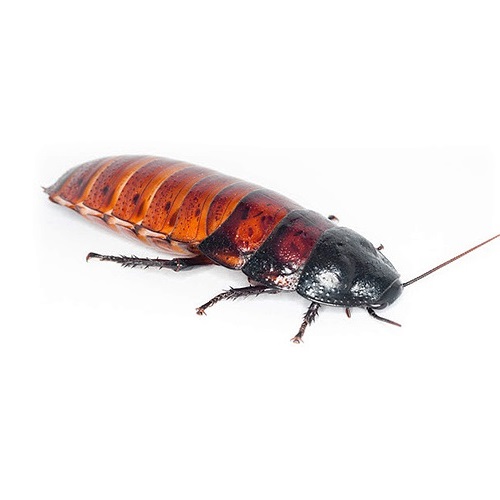 Таракан мадагаскарский