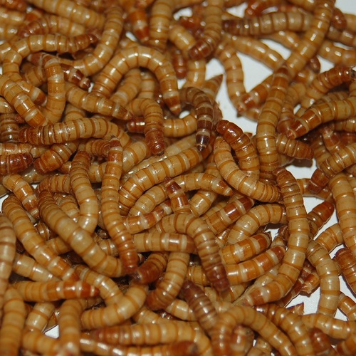 Мучной червь