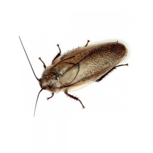 Мраморный таракан