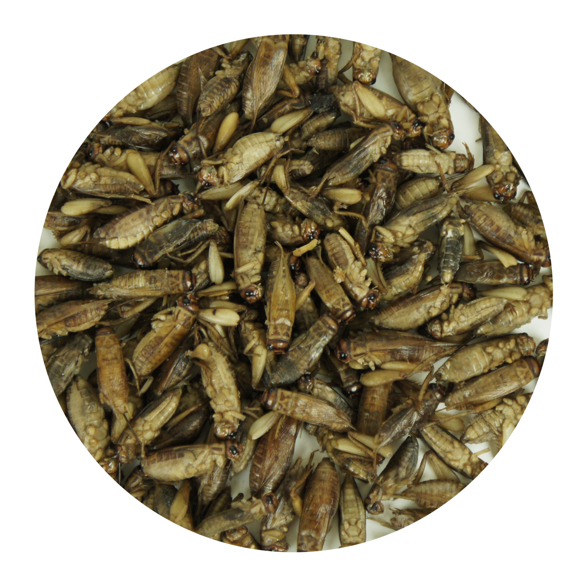 Сверчок домовый, 40 г.