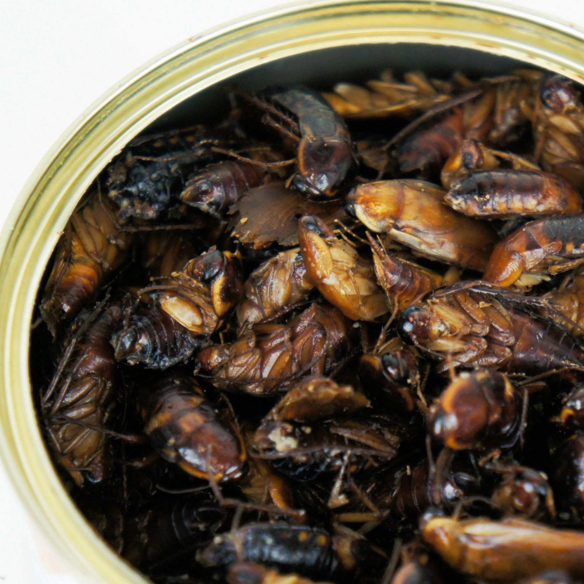 Таракан туркменский, 40 г.