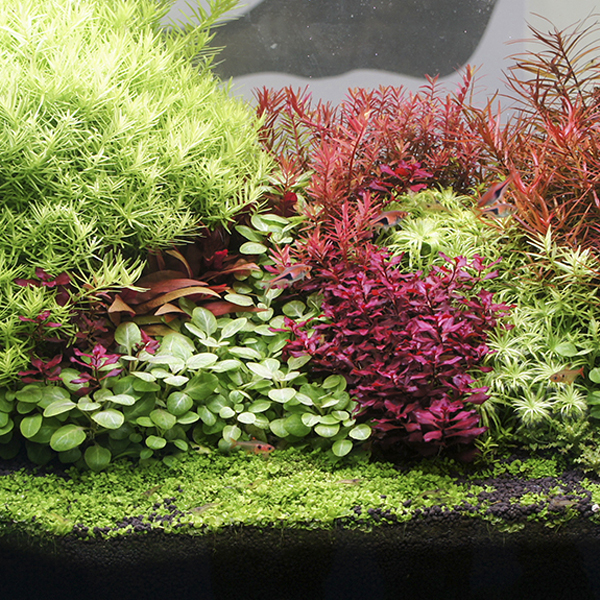 МИКРО-2 ежедневный