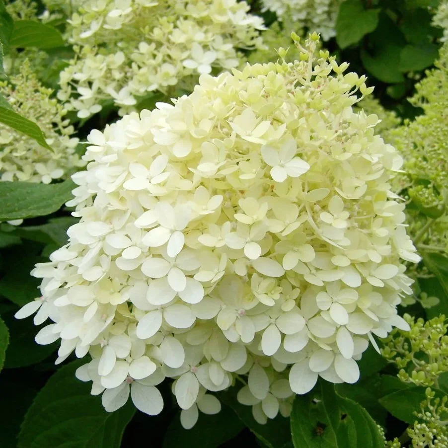 ЛАЙМ ЛАЙТ (LIME LIGHTE)