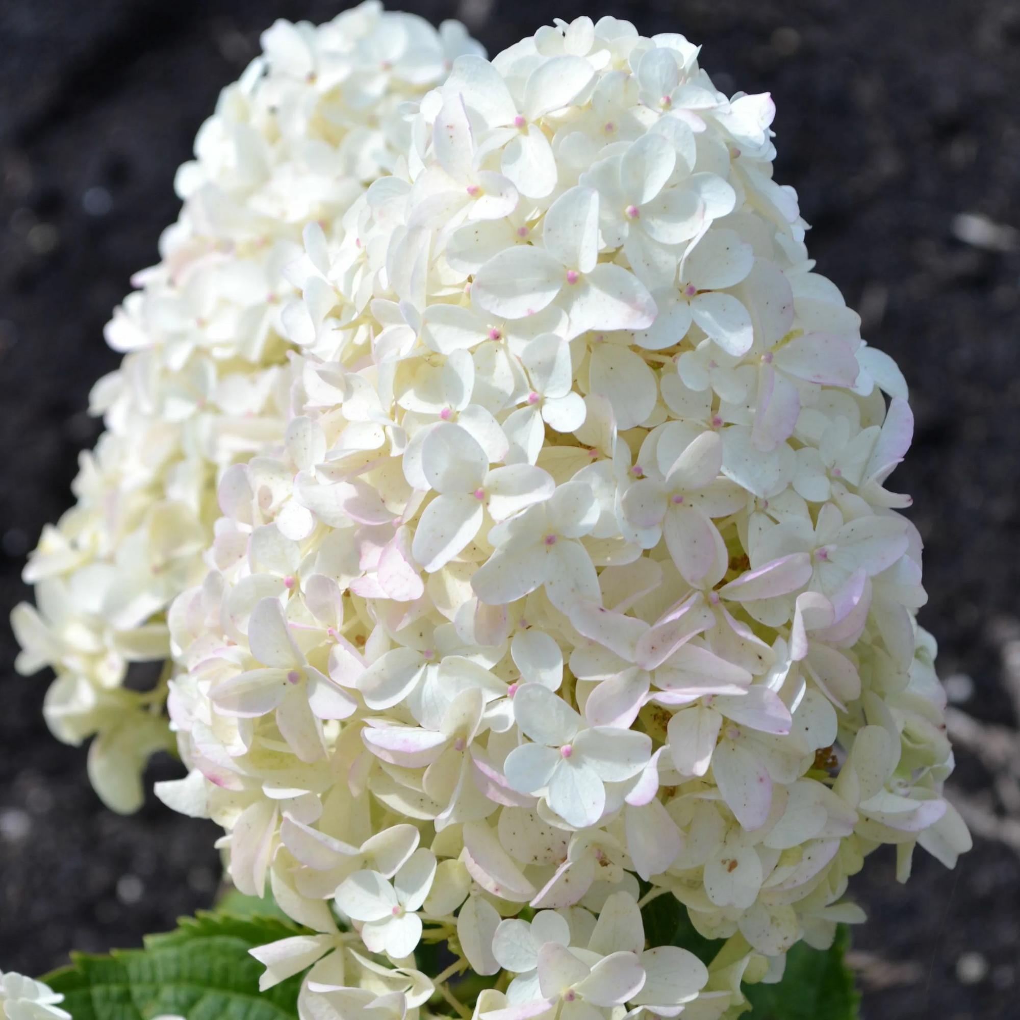 ГАРДЕНЛАЙТ ВАЙТЛАЙТ (GARDENLIGHT WHITELIGHT)