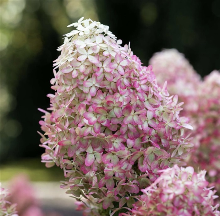 РОЯЛ ФЛАУЭР ( ROYAL FLAWER)