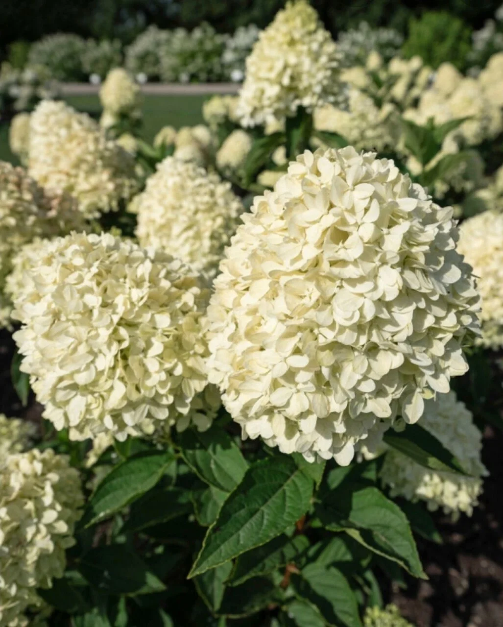 КОТТОН КРИМ ( COTTON CREAM)