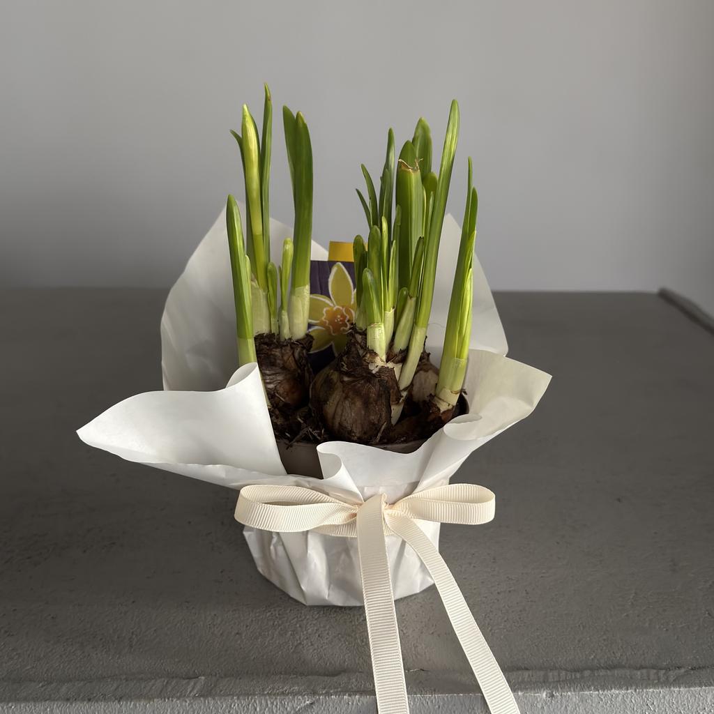 Луковицы нарциссов Тет-а-тет в горшочке (5 шт)