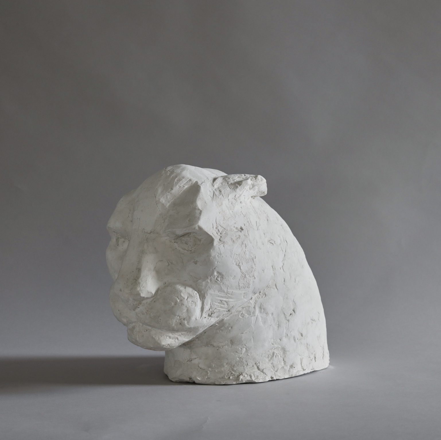 cat’s head