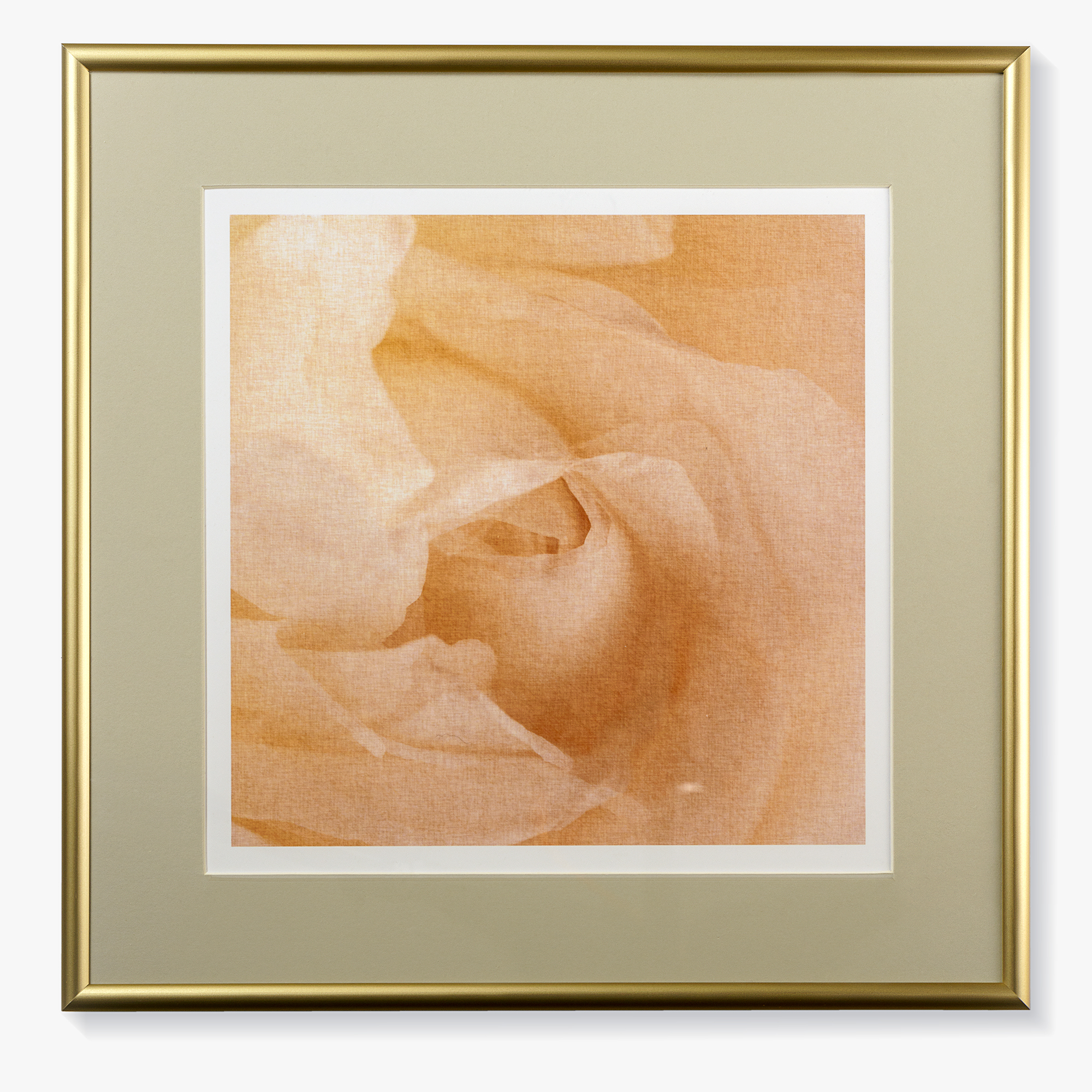 Print with passe-partout  in the frame "White rose"