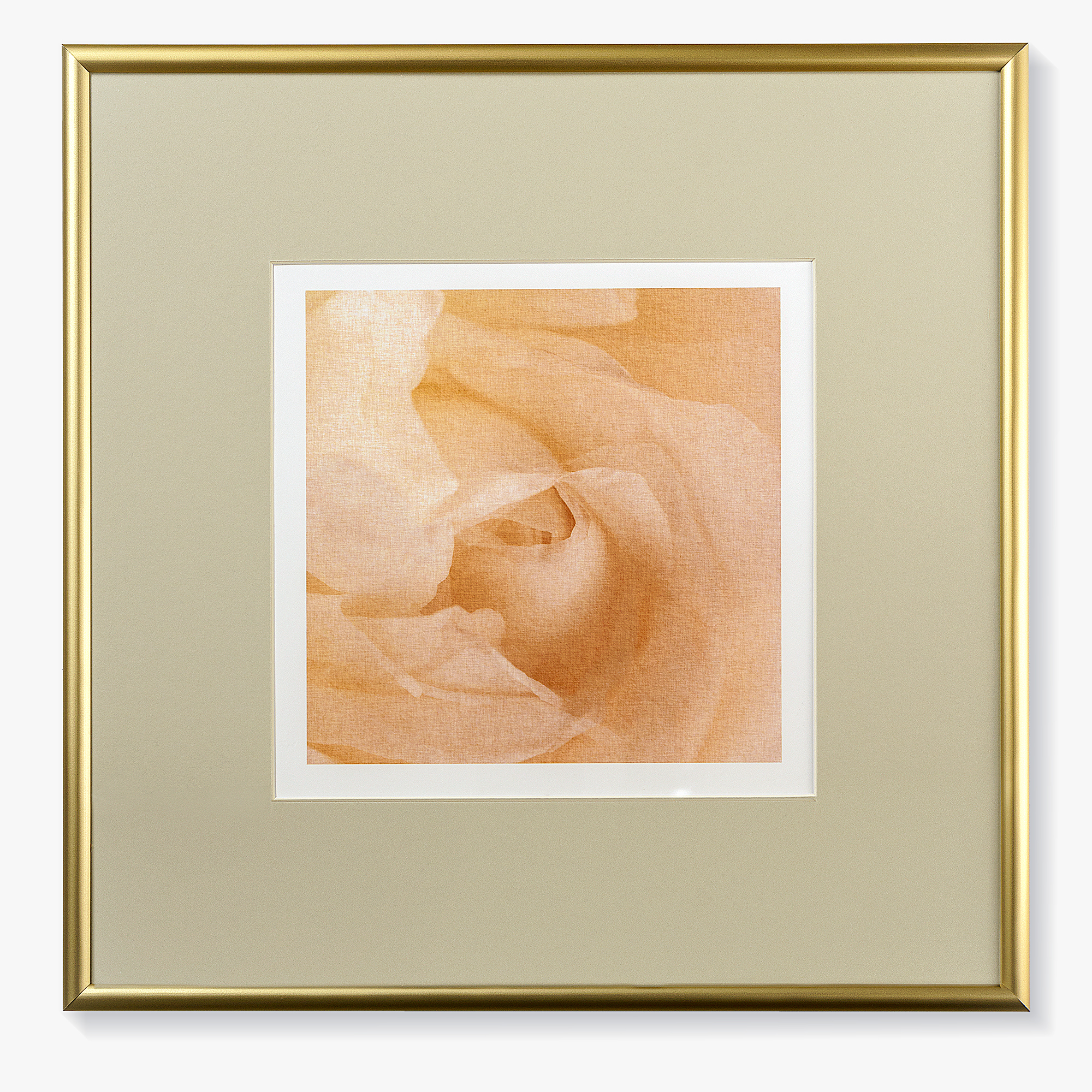 small Print with passe-partout  in the frame "White rose"