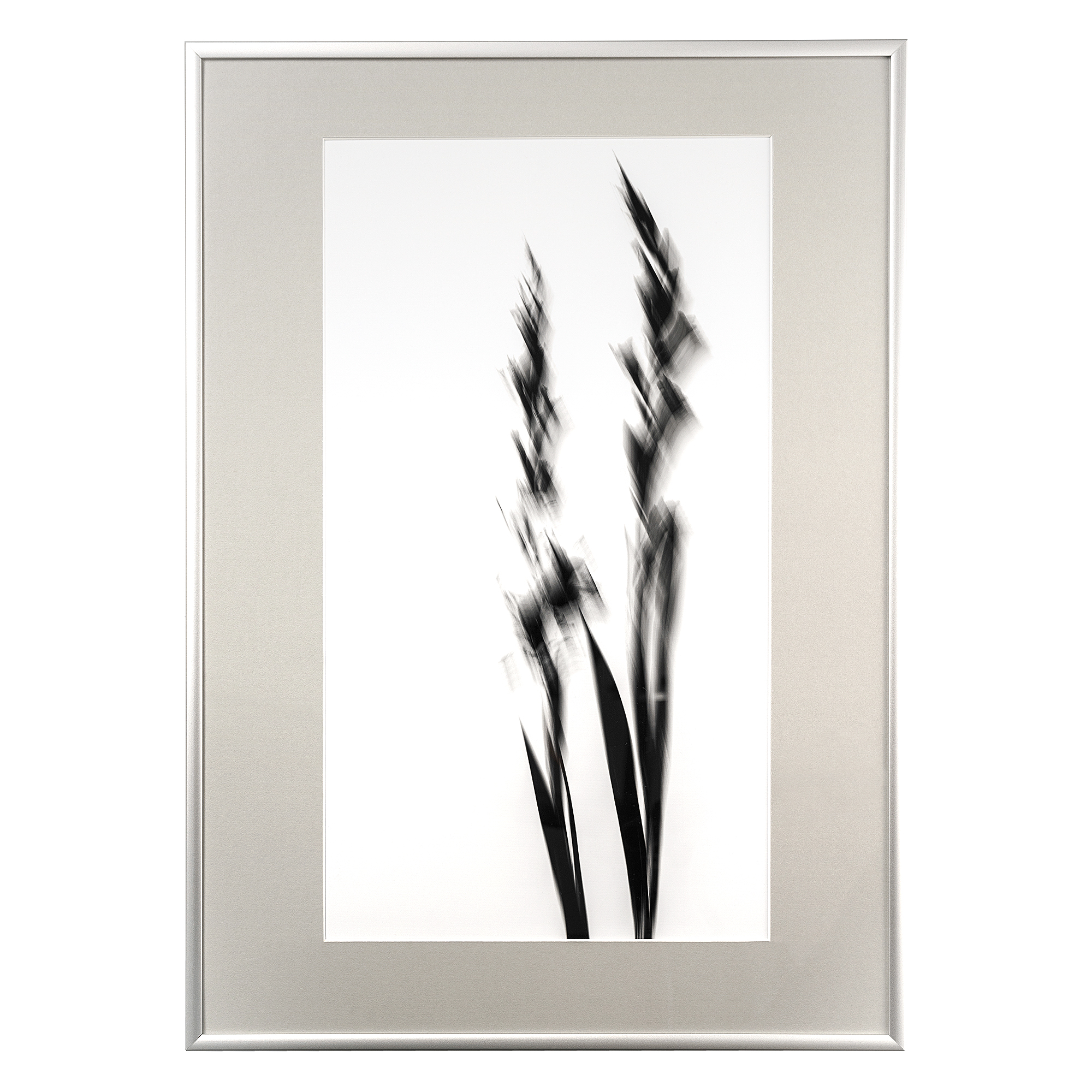 Print with a passe-partout in the frame "Gladioli. Wind"
