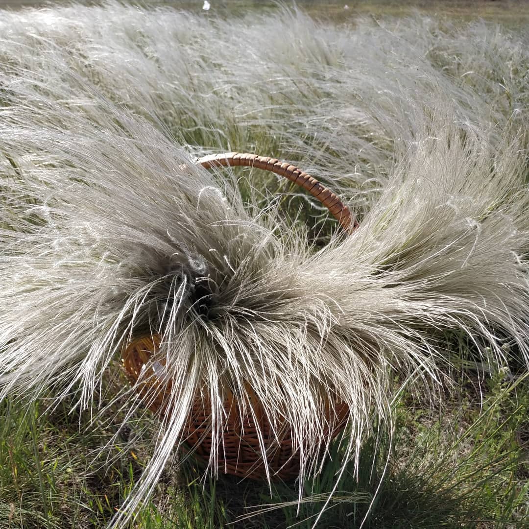 Ковыль степной натуральный (стифа), пучок 20 грамм