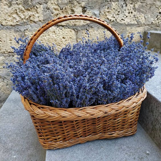 Пучки лаванды прямо с сушки, не перебранные, 25 штук +1 в подарок