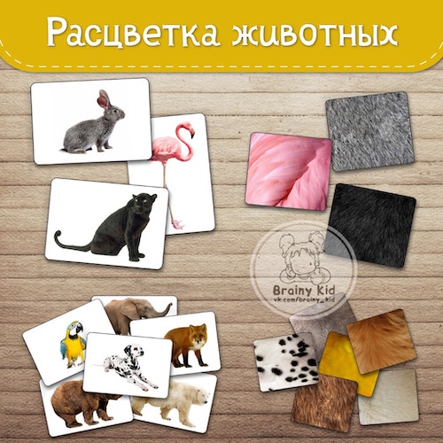 Расцветка животных