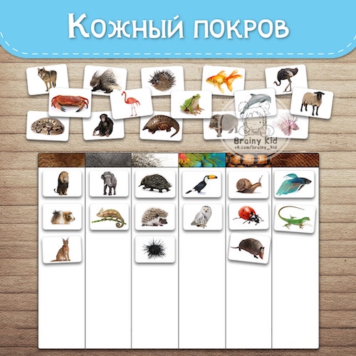 Кожный покров