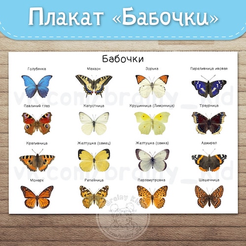 Плакат «Бабочки»