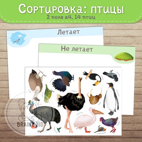 СОРТИРОВКА: птицы [летает/не летает]