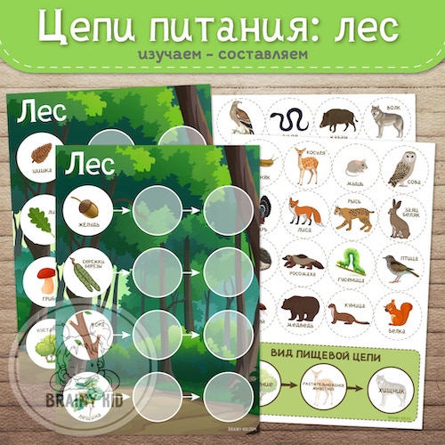 Цепи питания: лес