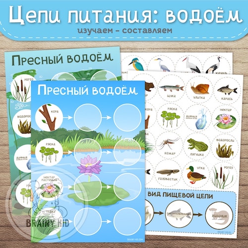 Цепи питания: пресный водоём