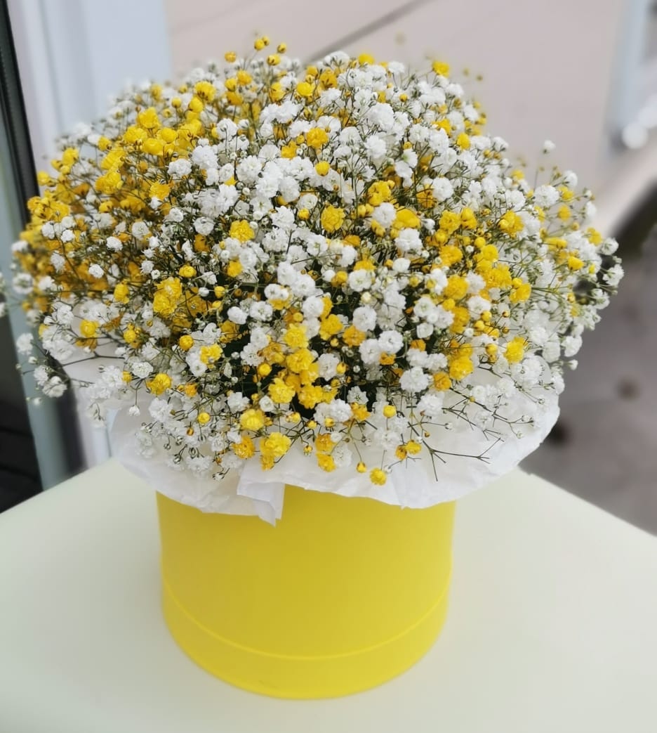 Солнечная гипсофила