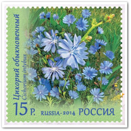 Цикорий обыкновенный