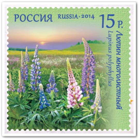 Люпин многолистный