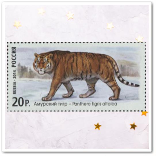 Амурский тигр