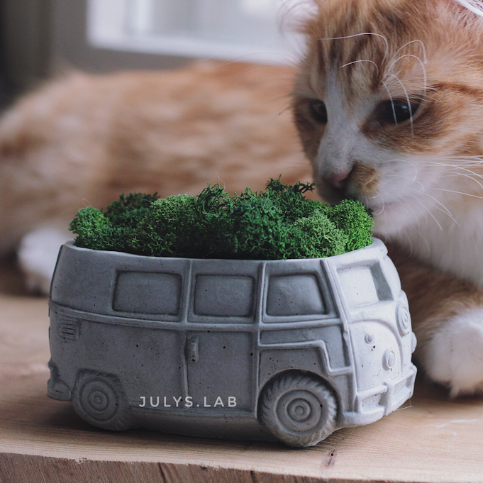 Кашпо Калифорния со мхом