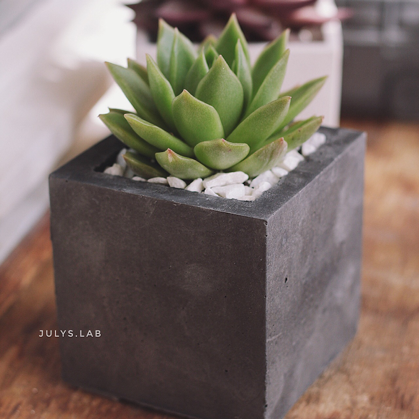 Суккулент в кубическом кашпо