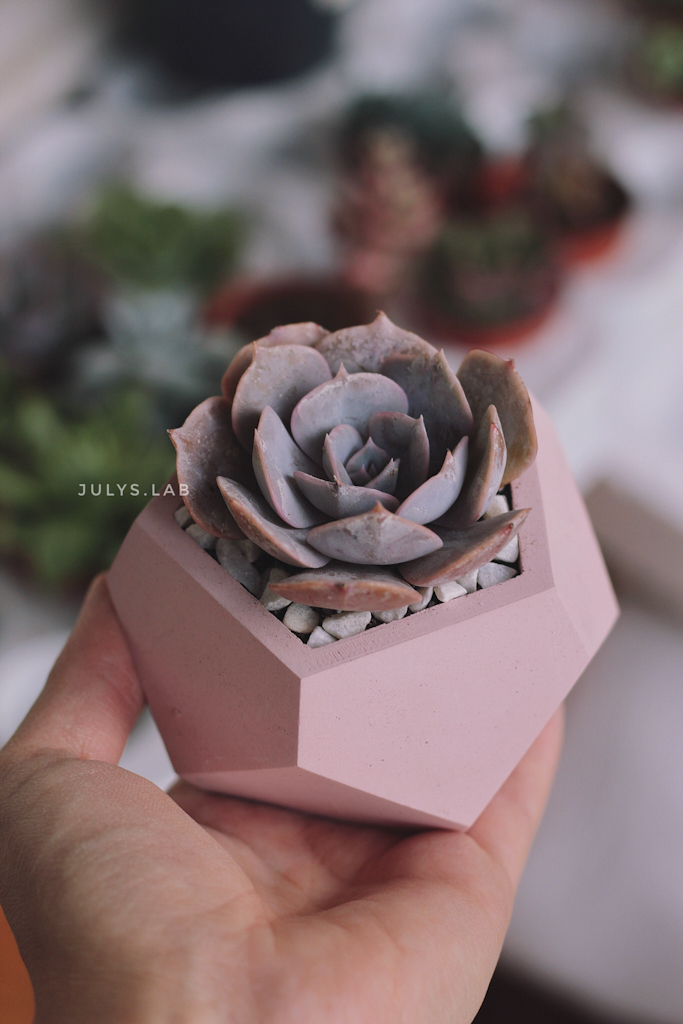 Поллюкс в стоуне