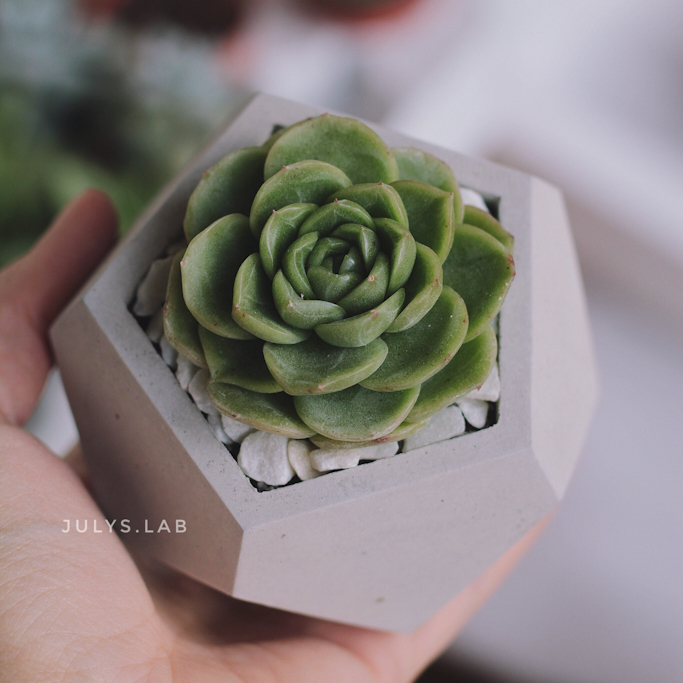 Гилва в Стоуне