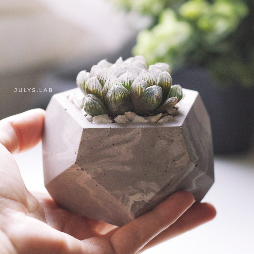 Хавортия в Стоуне MARBLE Gray