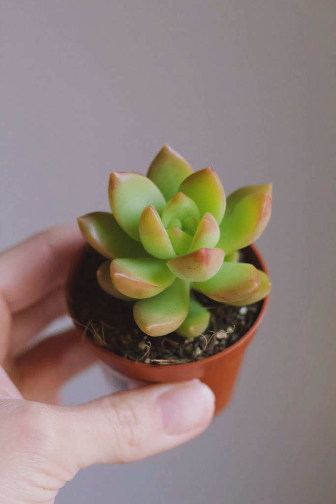 Седум Адольфа d5