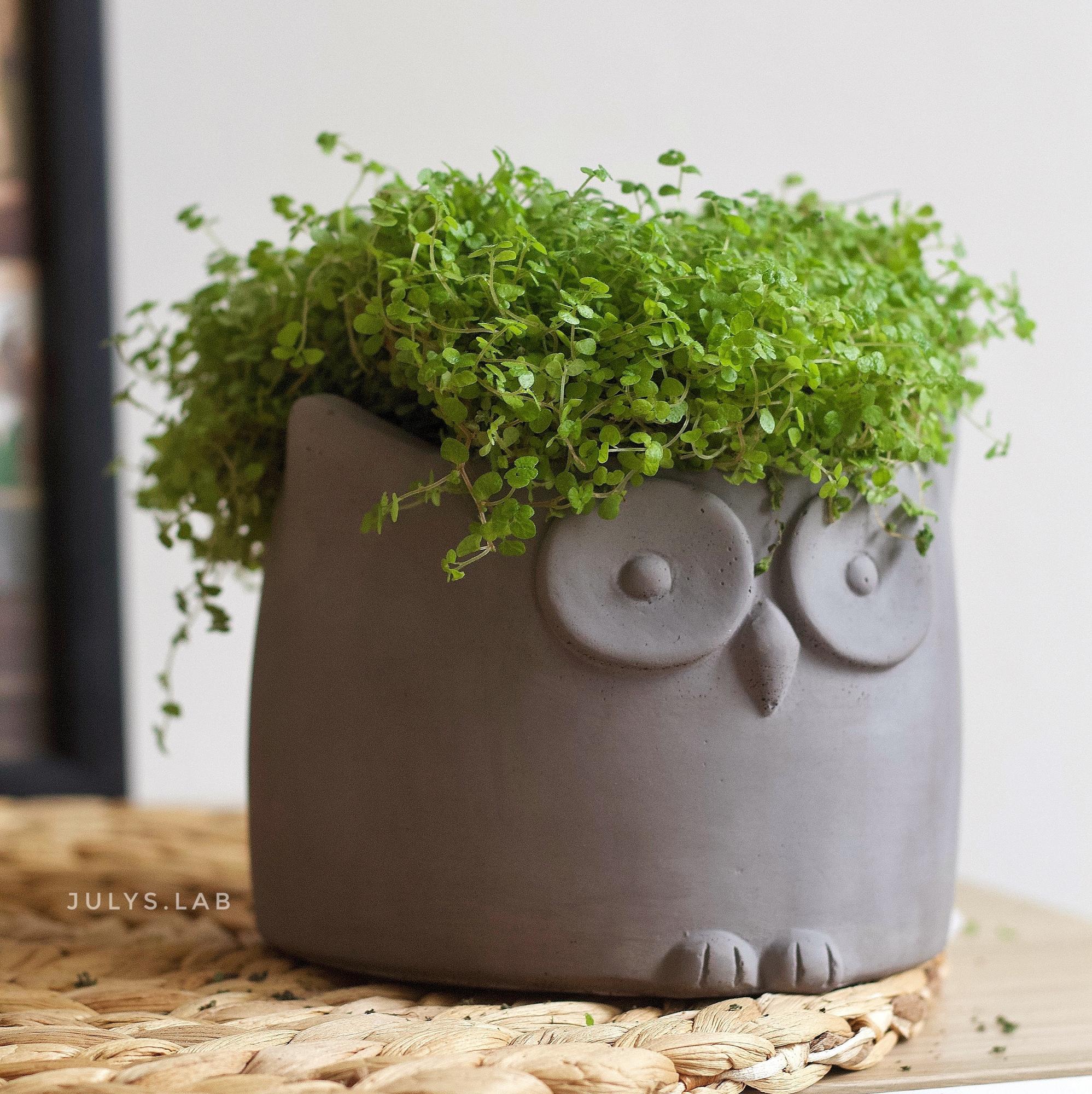 Бетонное кашпо для растений Сова