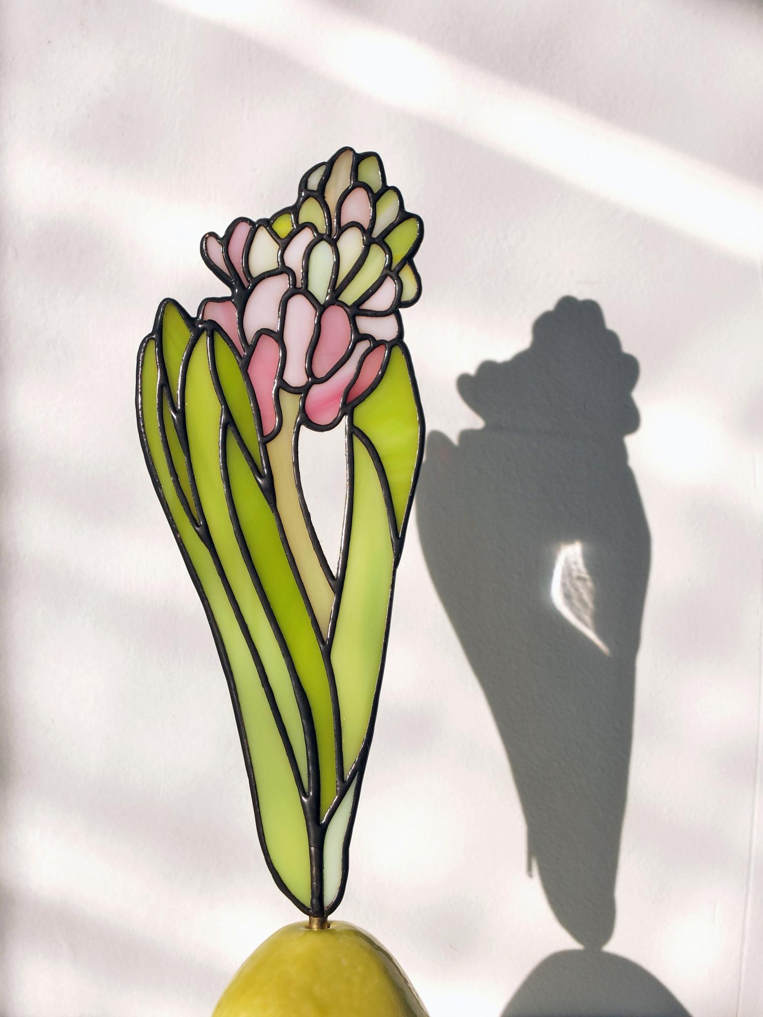 Pink Hyacinth