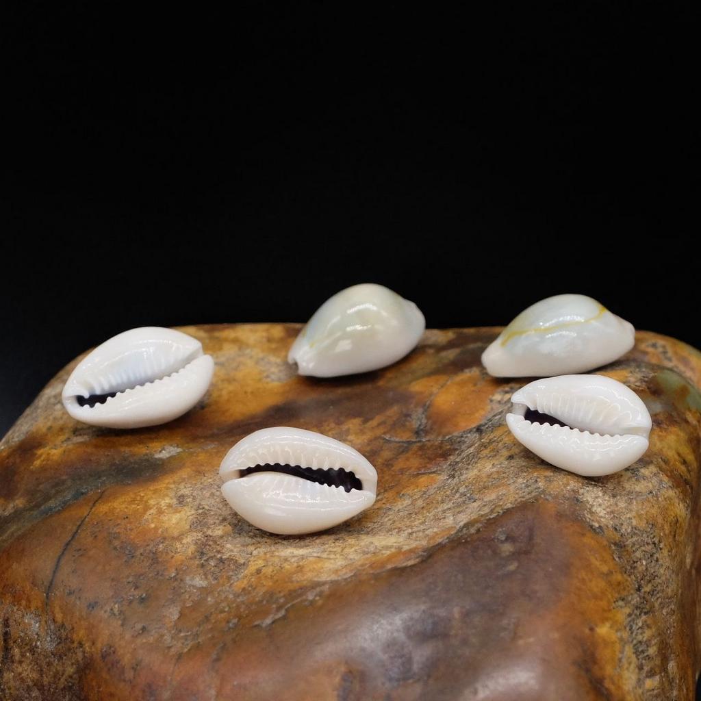 Раковина Каури