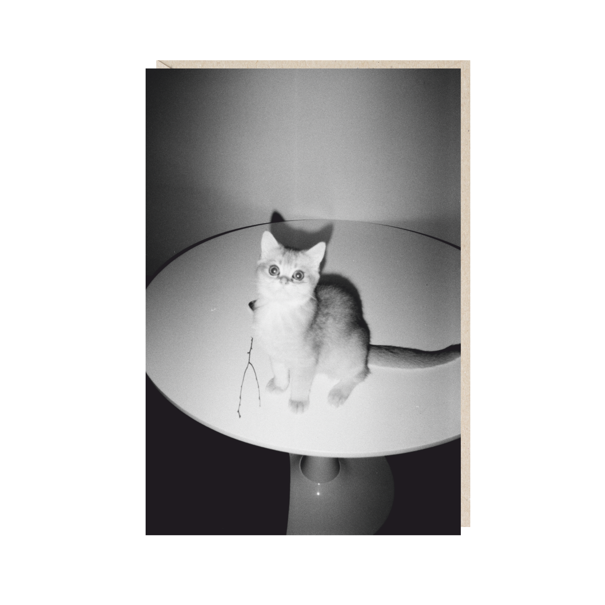 Открытка 10х15. Милый котенок