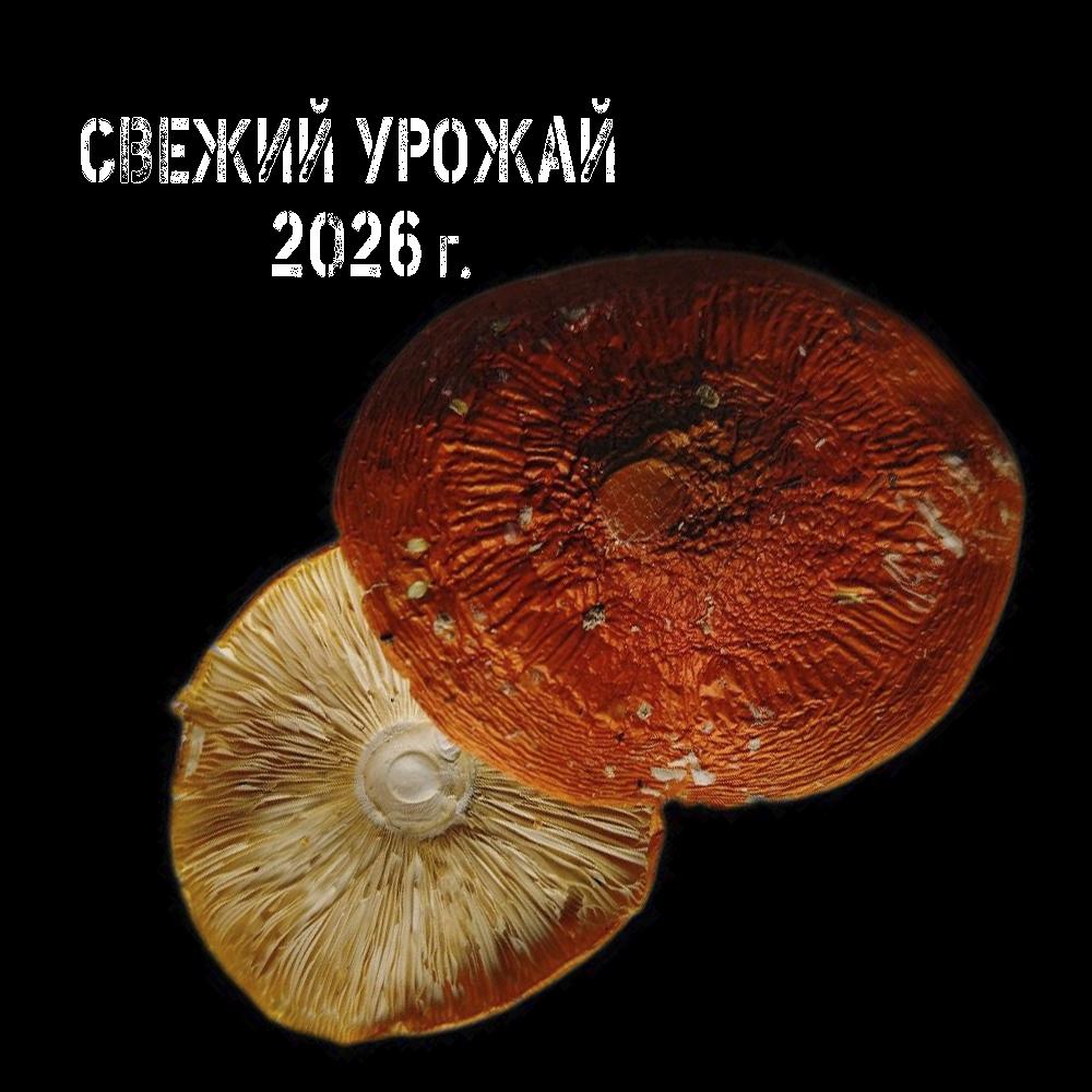 ШЛЯПКИ КРАСНОГО МУХОМОРА