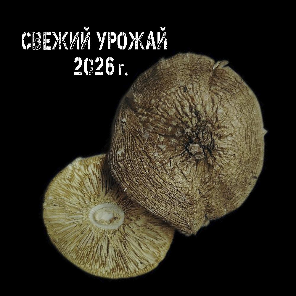 ШЛЯПКИ ПАНТЕРНОГО МУХОМОРА