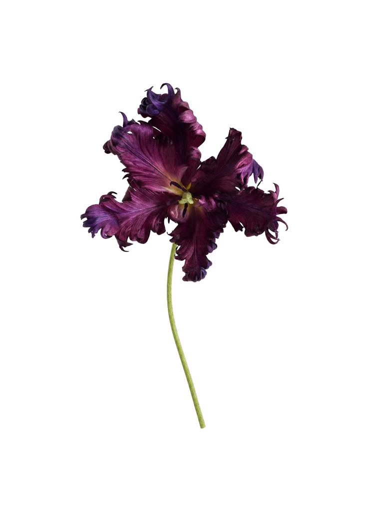 Tulip, dark purple