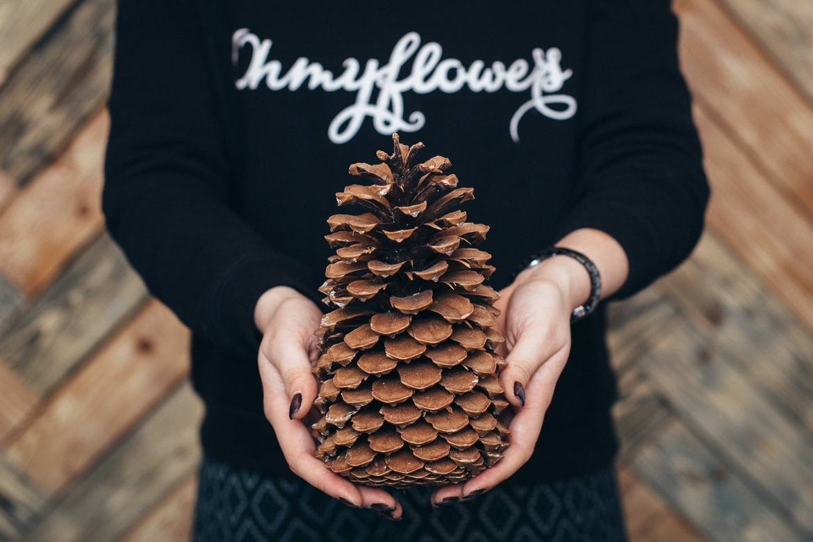 ШИШКА ГИГАНТСКАЯ (НАСТОЯЩАЯ)