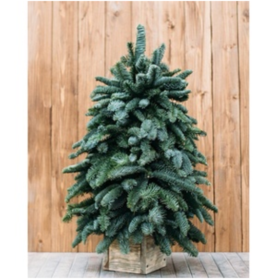 ЕЛОЧКА ИЗ ЖИВОГО ЛАПНИКА В КАШПО