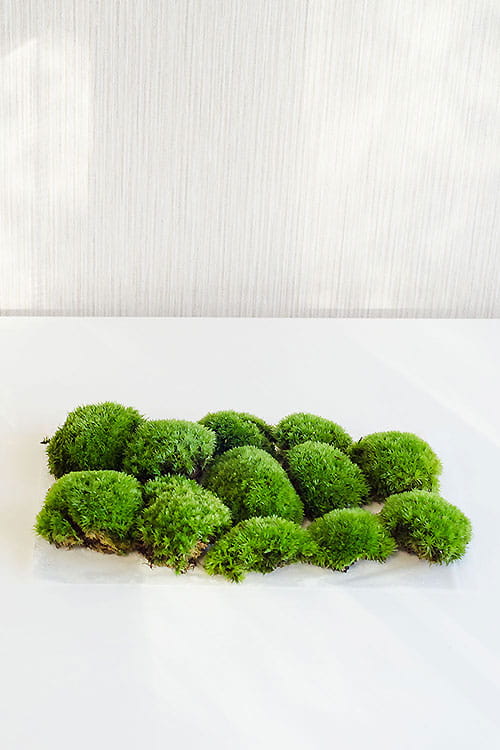 МОХ GREEN MOSS