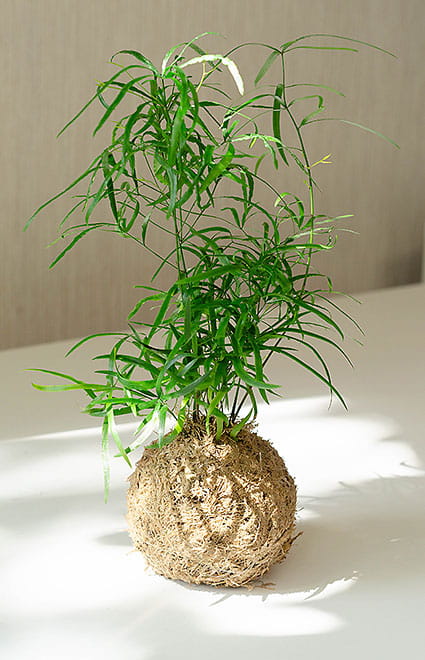 КОКЕДАМА АСПАРАГУС СЕРПОВИДНЫЙ